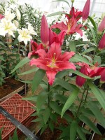 [5318 Bacardi VWS No02.JPG]